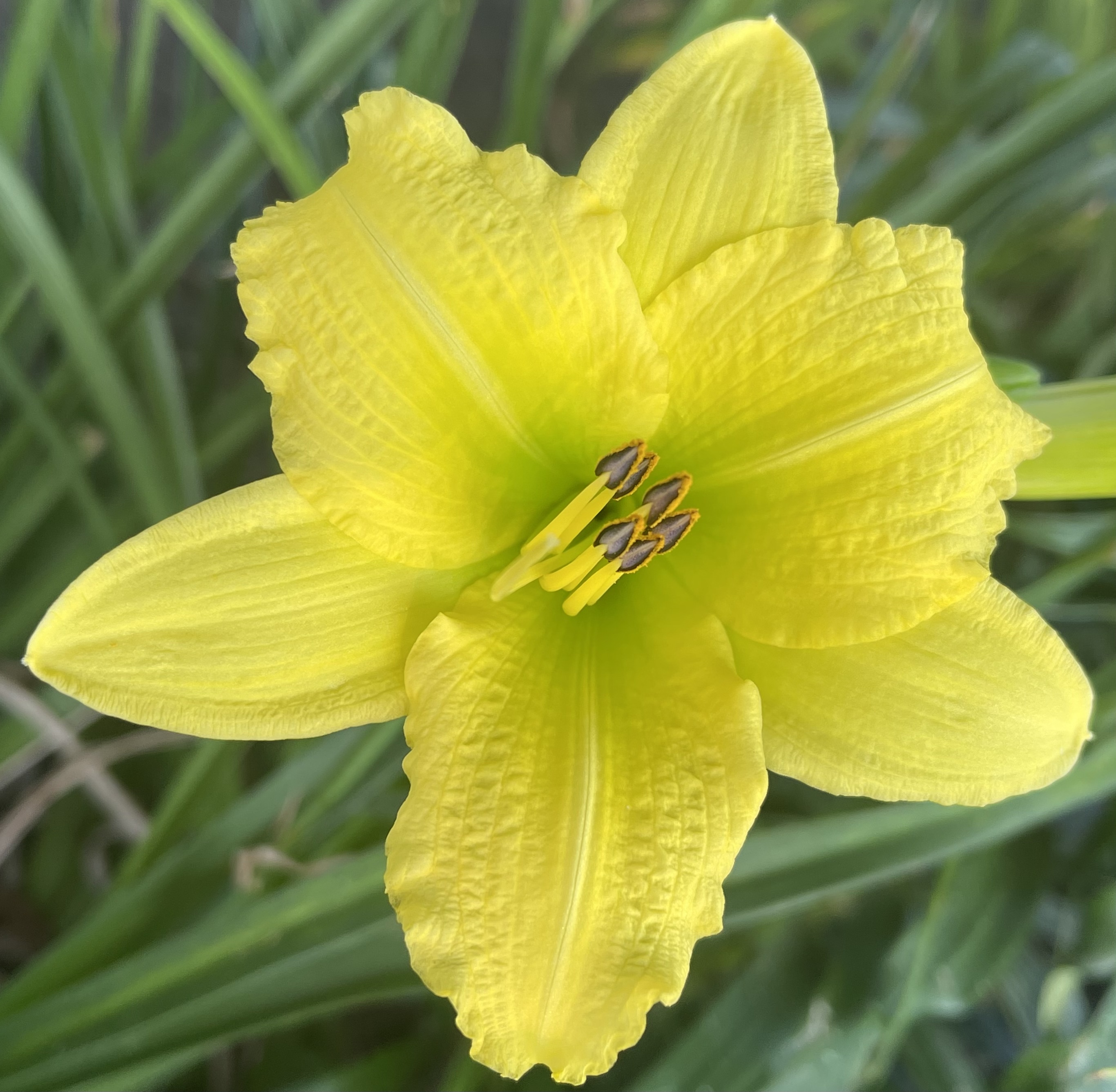 Windswept Farm & Gardens - Green Flutter
