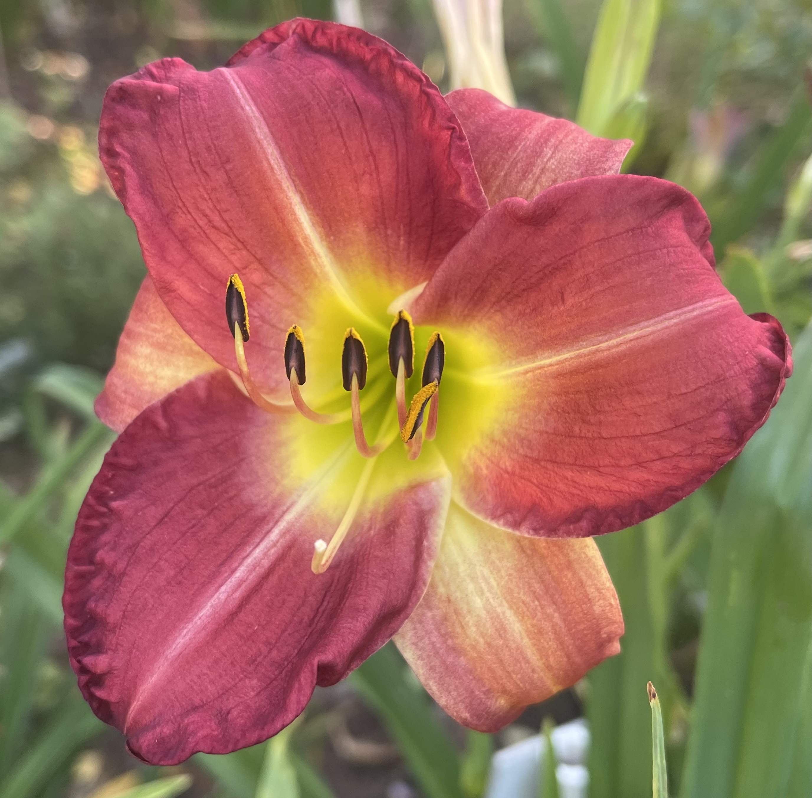 Windswept Farm & Gardens - Inca Princess